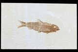 Knightia Fossil Fish - Wyoming #79939-1